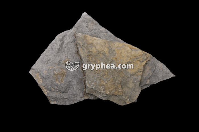 Schiste carton (échantillon) - gryphea.org